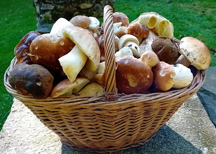 Chata - Na Samote U Lesa
